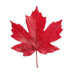 vibrant red maple leaf showcasing intricate details and textures