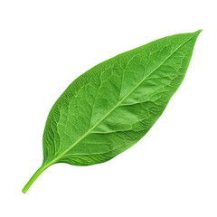 Obraz premium Fresh green leaf with detailed veins and vibrant color