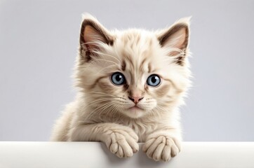 Obraz premium Cute adorable domestic curious cat kitten animal with its paws peeking over a white surface, photorealistic illustration on isolated background texture design. 