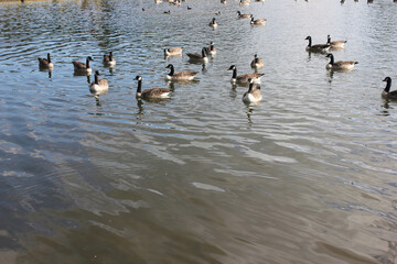 Audley End, Essex, United Kingdom, September 25 2015. Views from Audley End