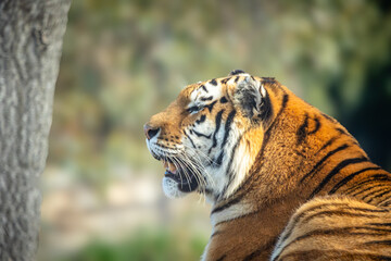 tigre en gros plan, dans un par animalier	