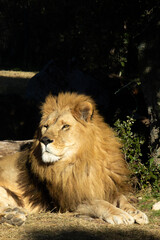 portrait d'un magnifique lion couché sur le sol	