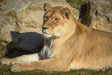 lionne, en gros plan, couché dans l'herbe.