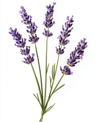 Fototapeta premium Bunch of Fresh Lavender Flowers Isolated on Pure White Background with Precise Cutout Edges