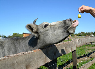 Latvian blue cow reaches tongue for pear in man's hand