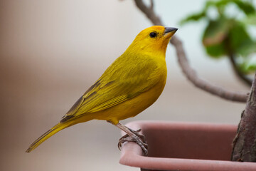 Sicalis flaveola (Sicalis flaveola)..Free bird waiting on a branch to be able to feed in the morning