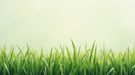 Fototapeta premium Minimalist design featuring a close-up of freshly cut grass