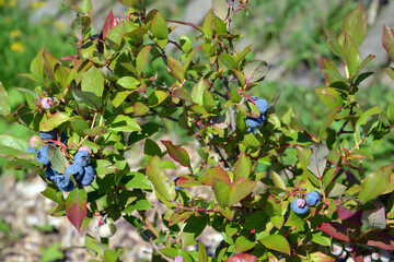 Garden blueberry with berries (Vaccinium corymbosum L.)