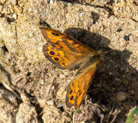 Wall Brown Butterfly Lasiommata megera. Wall Brown Butterfly (Lasiommata megera) resting on ground between vegetation. Wildlife Scene of Nature in Europe