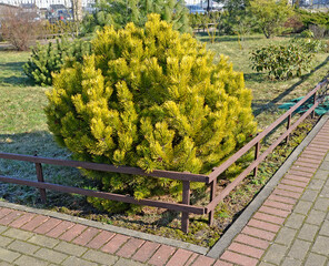 Mountain pine, variety 'Winter Gold' grows in urban park