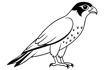 falcon silhouette line art vector illustration with a white background