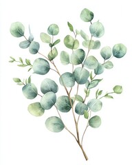 Obraz premium Eucalyptus Branch with Green Leaves Watercolor Illustration Isolated on White Background