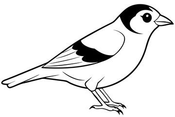 finch bird silhouette line art vector illustration with a white background
