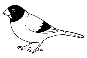 finch bird silhouette line art vector illustration with a white background