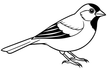 finch bird silhouette line art vector illustration with a white background
