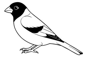 finch bird silhouette line art vector illustration with a white background