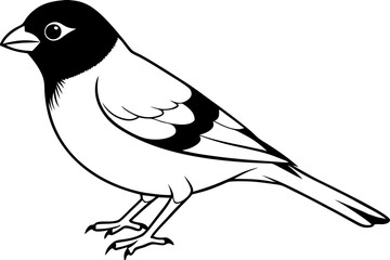 finch bird silhouette line art vector illustration with a white background