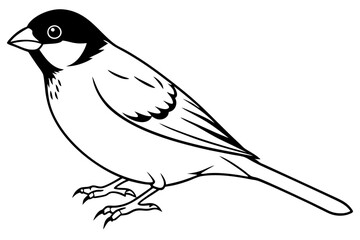 finch bird silhouette line art vector illustration with a white background