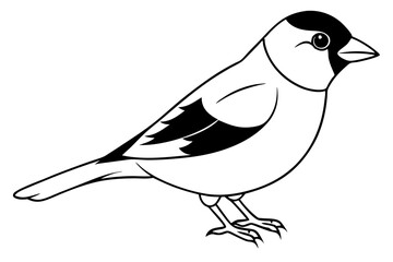 finch bird silhouette line art vector illustration with a white background