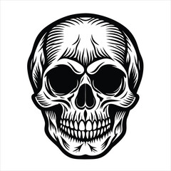 Fototapeta premium human skull vector illustration