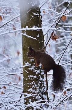 Eurasisches Eichh&ouml;rnchen (Sciurus vulgaris) im Winter, vertikal