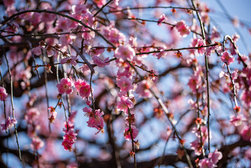 梅の花