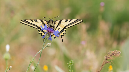 wild animals. photos of various butterflies.