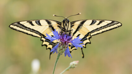 wild animals. photos of various butterflies.