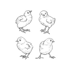 Chicks vector black and white illustration set hand drawn with ink. Cute fluffy baby chicken graphic sketch.