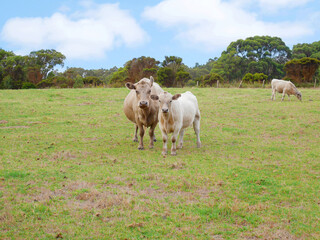 The cows staring at the camera
