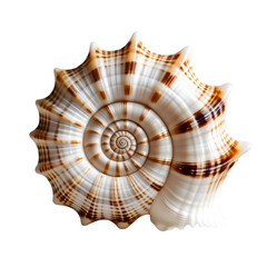 Spiral seashell isolated on transparent background