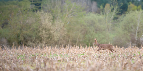 Roe deer buck in moult running among the corn stubble in a field. Capreolus capreolus, zea mays, Sologne, Loiret 45, r&eacute;gion Centre-Val-de-Loire, France, European Union, Europe