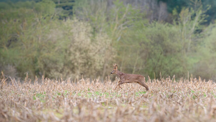 Roe deer buck in moult running among the corn stubble in a field. Capreolus capreolus, zea mays, Sologne, Loiret 45, région Centre-Val-de-Loire, France, European Union, Europe