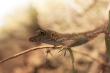 Lizard on a tree