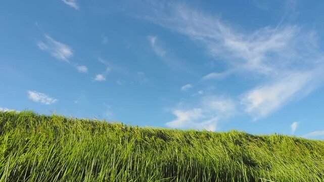 強い風になびく野草。河川敷の風景。