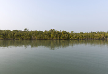 Beautiful mangrove forest of Sundarban tiger reserve, India