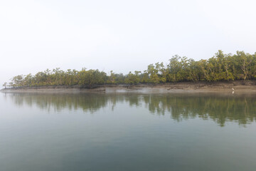 Great egret in mangrove forest of Sundarban tiger reserve, India