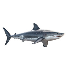 Shark isolated on transparent background
