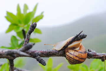 A close-up of a snail slowly climbing a branch with a blurred green background. The snail's shell has beautiful stripes, and the soft, natural light enhances the tranquil and serene mood of the image.