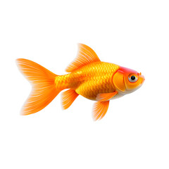 Goldfish isolated on white background