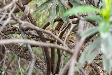The ladder snake crawls among the branches with perfect camouflage. 