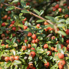 Gros plan de Cotoneaster franchetii