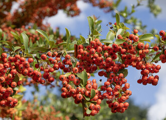 Baies oranges de pyracantha en automne	