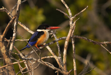 Black-capped kingfisher on mangrove tree at Sundarban tiger reserve, India