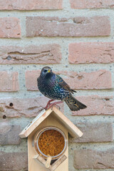blackbird above the bird feeder with peanut butter