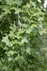 Feuillage de l'Acer monspessulanum