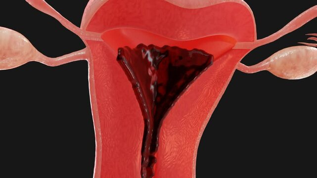 3D animation about menstruation