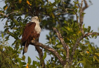 Brahminy kite perched on mangrove tree at Sundarban tiger reserve, India