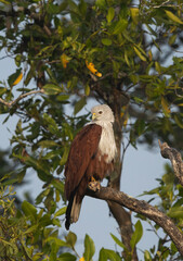 Brahminy kite perched on mangrove tree at Sundarban tiger reserve, India