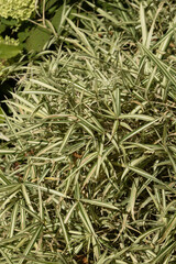 Bambou nain panaché jaune et vert	